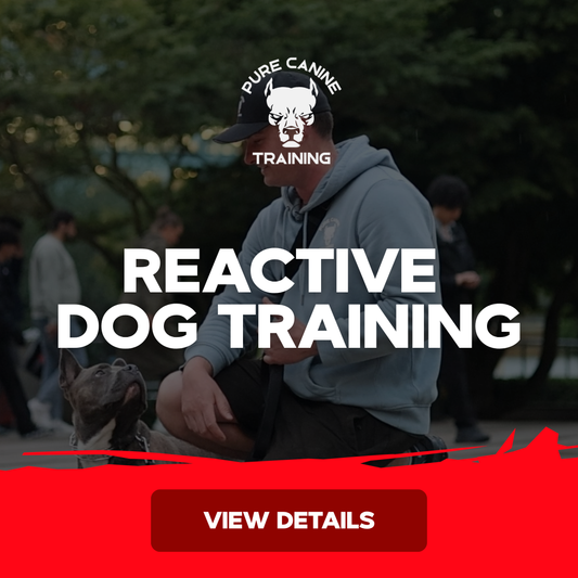Reactive Dog Training