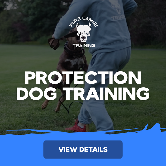 Protection Dog Training