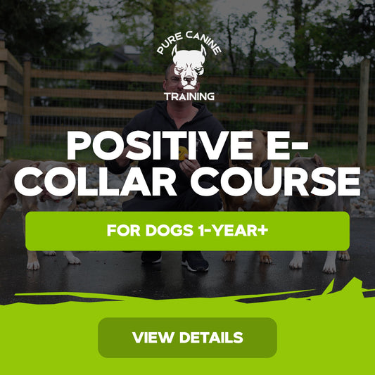 Positive E-Collar Course