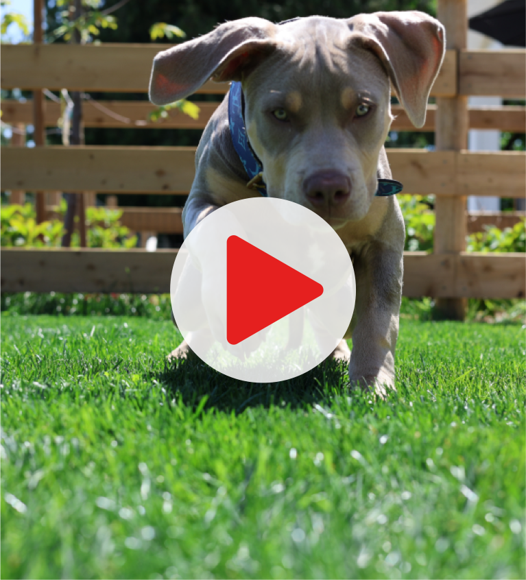 Pure Canine Puppy Course Bundle