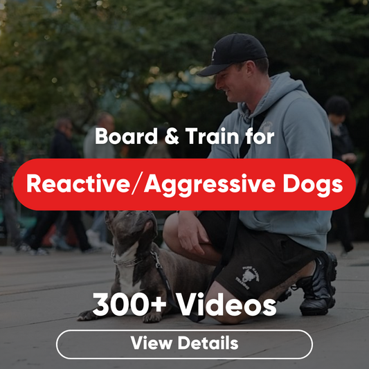 recommended dog training tools