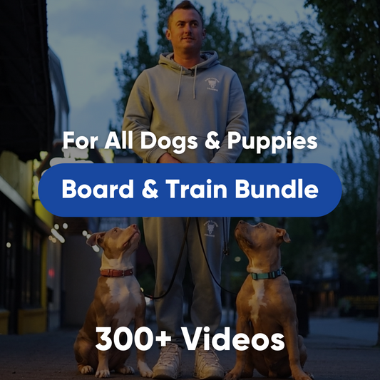 tools to improve dog obedience