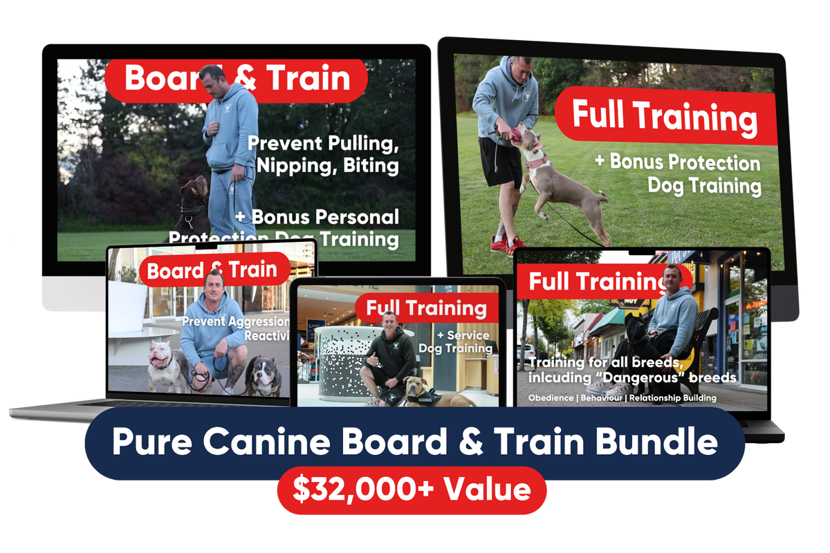 Board and Train – Pure Canine Training