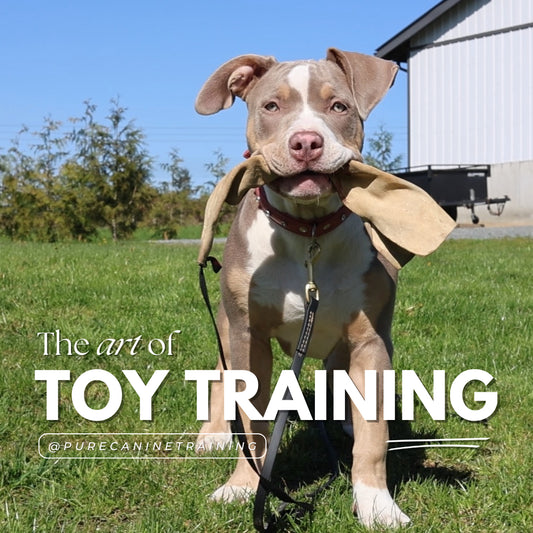 Toy Training Course
