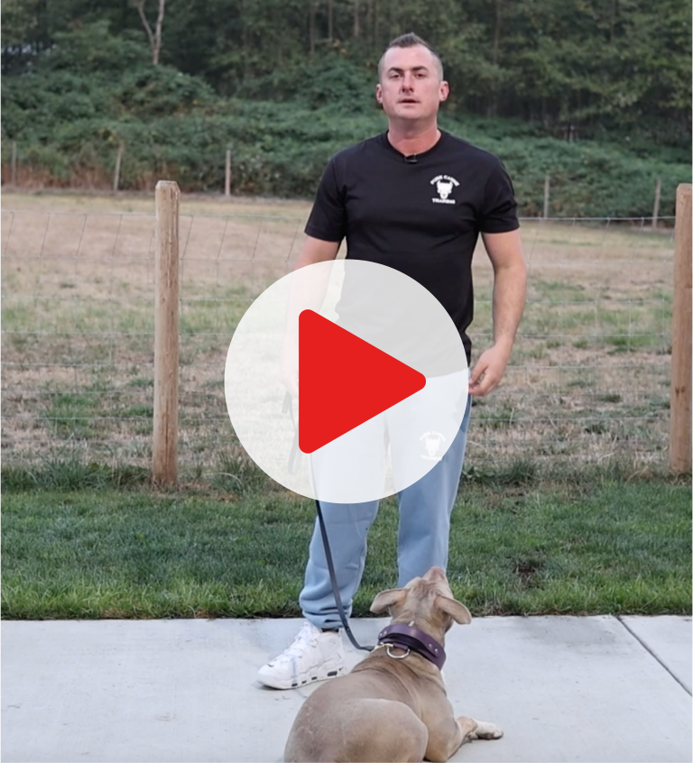 dog behavior tools